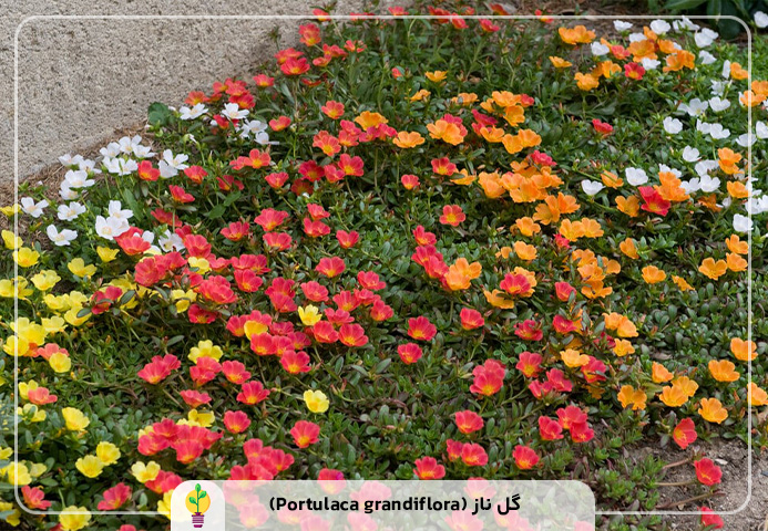 گیاهان آپارتمانی مقاوم