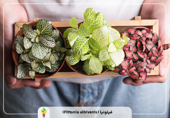 گیاهان آپارتمانی مقاوم