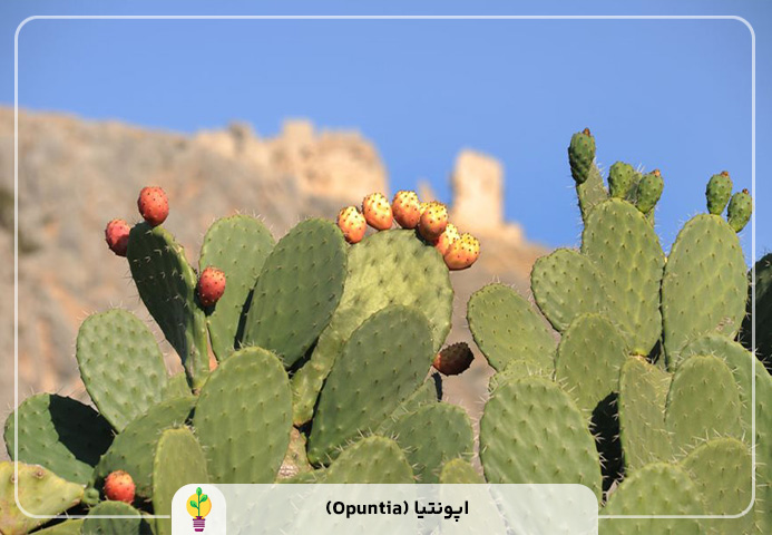 گیاهان آپارتمانی مقاوم