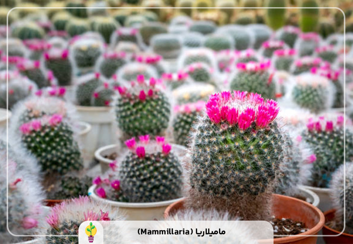 گیاهان آپارتمانی مقاوم