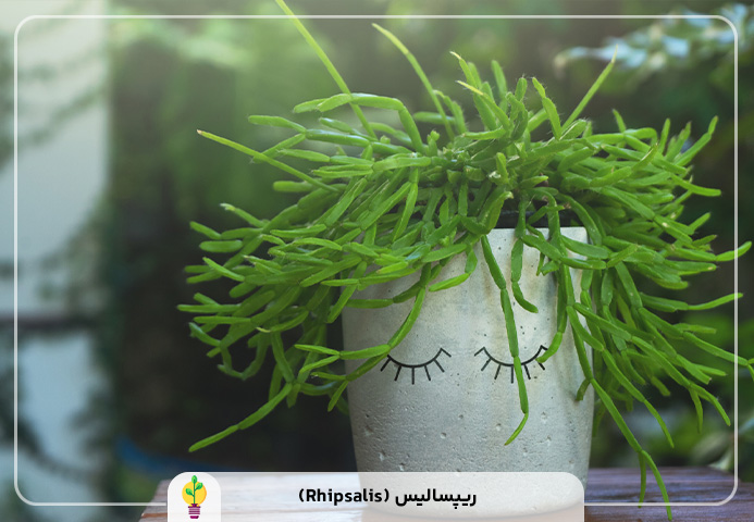 گیاهان آپارتمانی مقاوم