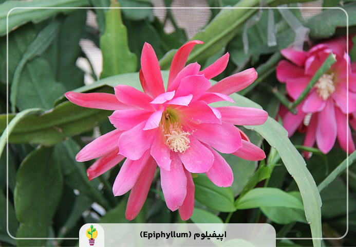 گیاهان آپارتمانی مقاوم