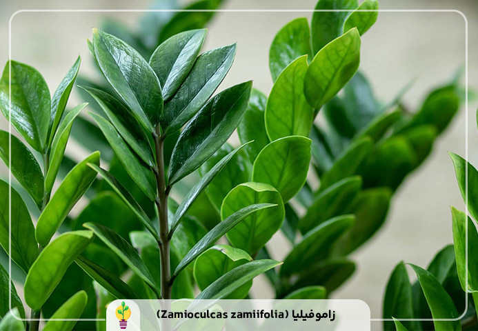 گیاهان آپارتمانی مقاوم