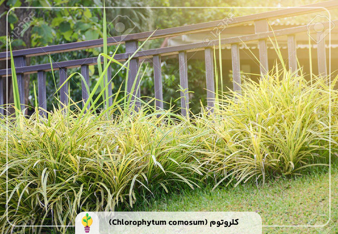گیاهان آپارتمانی مقاوم