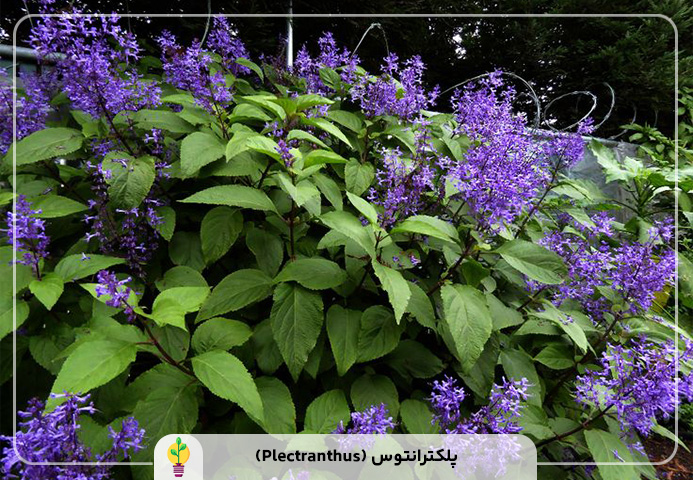 گیاهان آپارتمانی مقاوم