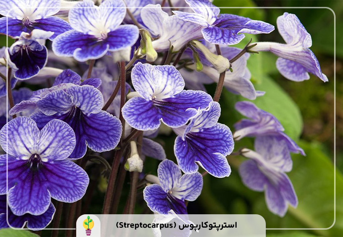 گیاهان آپارتمانی مقاوم