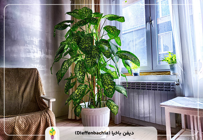گیاهان آپارتمانی مقاوم