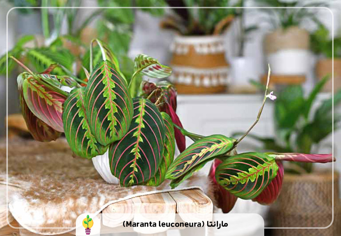 گیاهان آپارتمانی مقاوم