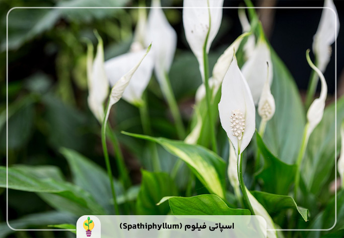 گیاهان آپارتمانی مقاوم