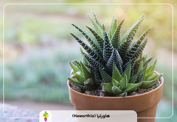 گیاهان آپارتمانی مقاوم