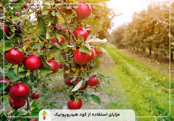 کود هیدروپونیک
