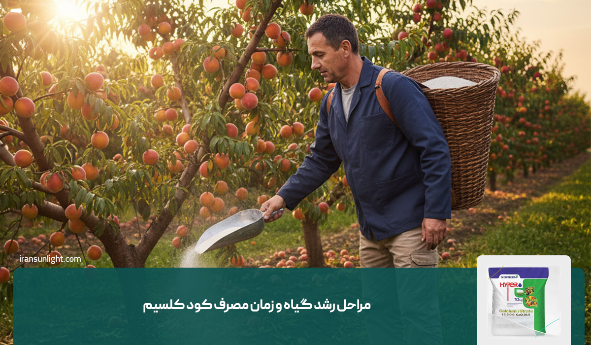 مراحل رشد گیاه و زمان مصرف کود کلسیم