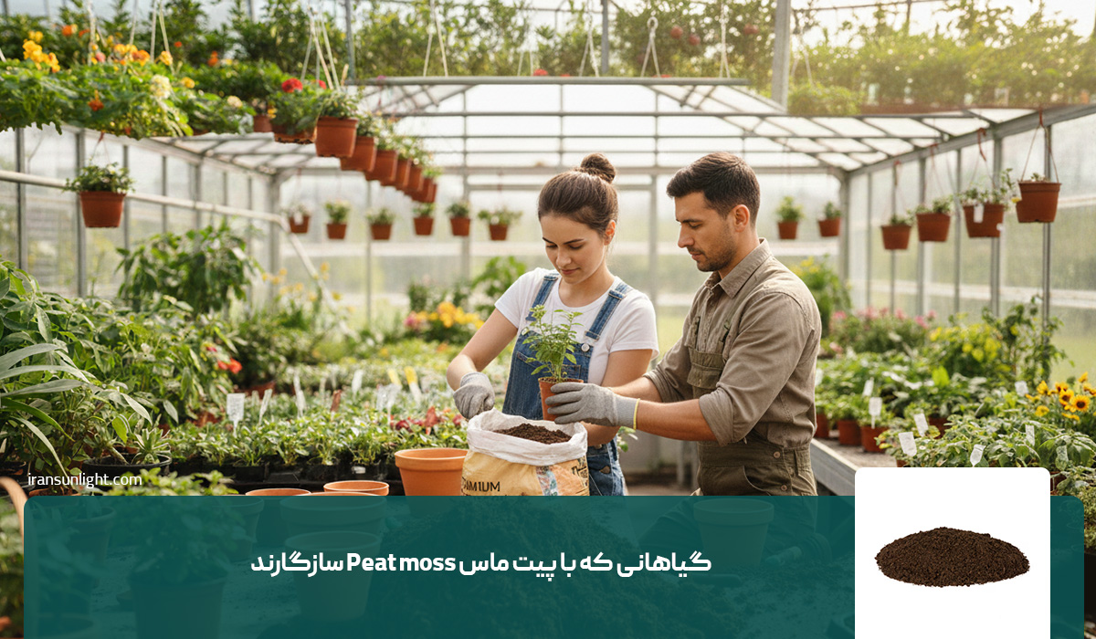 پیت ماس چیست و برای چه گیاهانی مناسب است؟ 5 گیاهانی که با پیت ماس Peat moss سازگارند