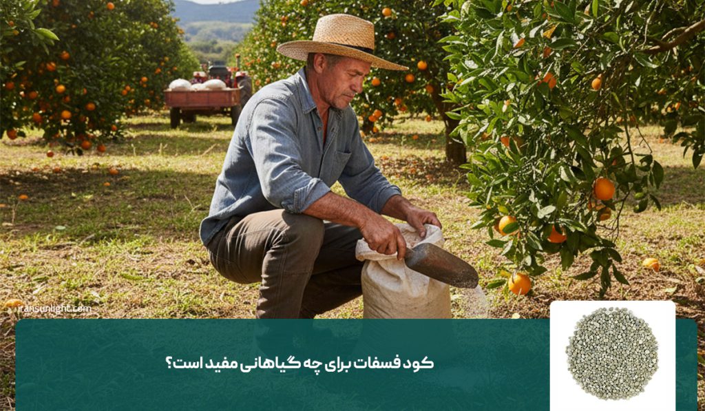 کود فسفات برای چه گیاهانی مفید است؟