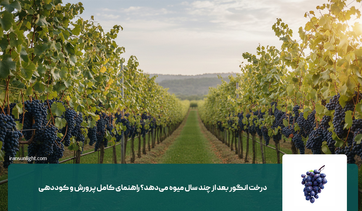 درخت انگور بعد از چند سال میوه میدهد؟ 1 درخت انگور بعد از چند سال میوه میدهد؟