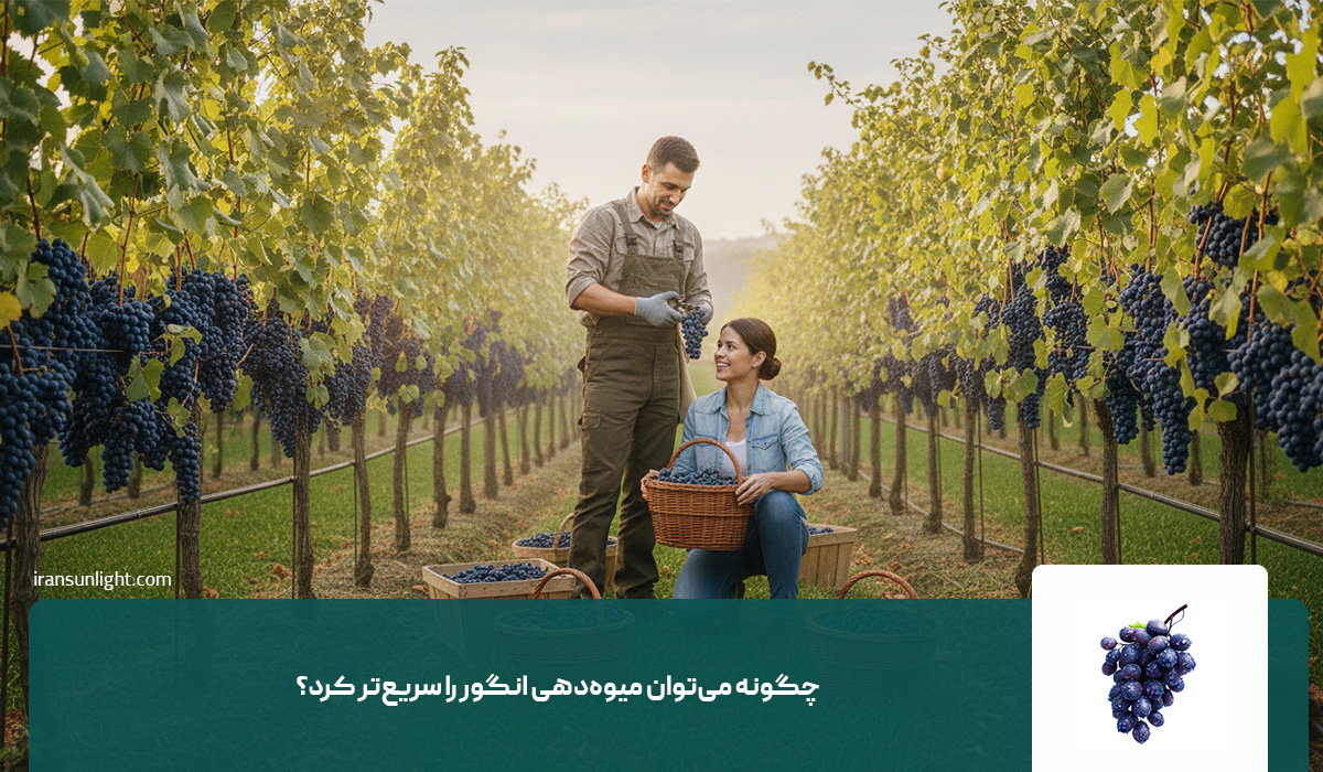 درخت انگور بعد از چند سال میوه میدهد؟ 2 چگونه میتوان میوهدهی انگور را سریعتر کرد؟