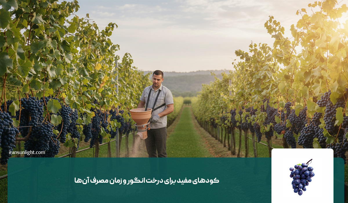درخت انگور بعد از چند سال میوه میدهد؟ 3 کودهای مفید برای درخت انگور و زمان مصرف آنها
