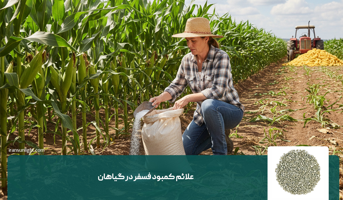 کود فسفات برای چه گیاهانی مفید است؟ 2 علائم کمبود فسفر در گیاهان