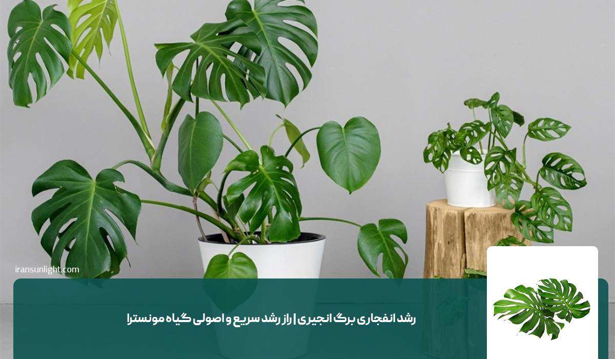 رشد انفجاری برگ انجیری | راز رشد سریع و اصولی گیاه مونسترا