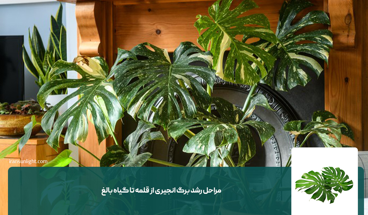 مراحل رشد برگ انجیری از قلمه تا گیاه بالغ