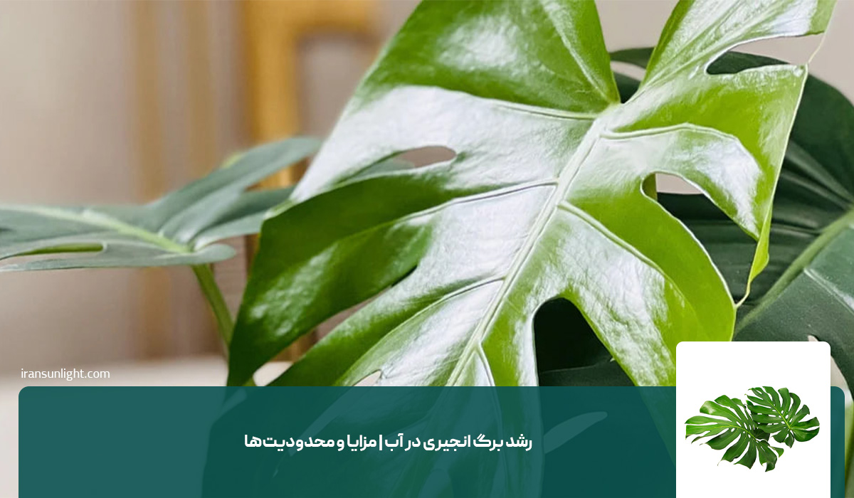 رشد سریع برگ انجیری