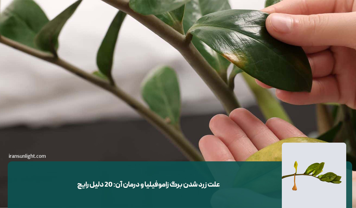 علت زرد شدن برگ زاموفیلیا 1 علت زرد شدن برگ زاموفیلیا و درمان آن: ۲۰ دلیل رایج