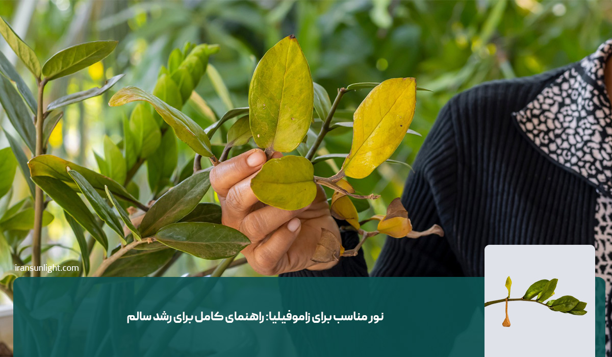 علت زرد شدن برگ زاموفیلیا 3 علت زرد شدن برگ زاموفیلیا