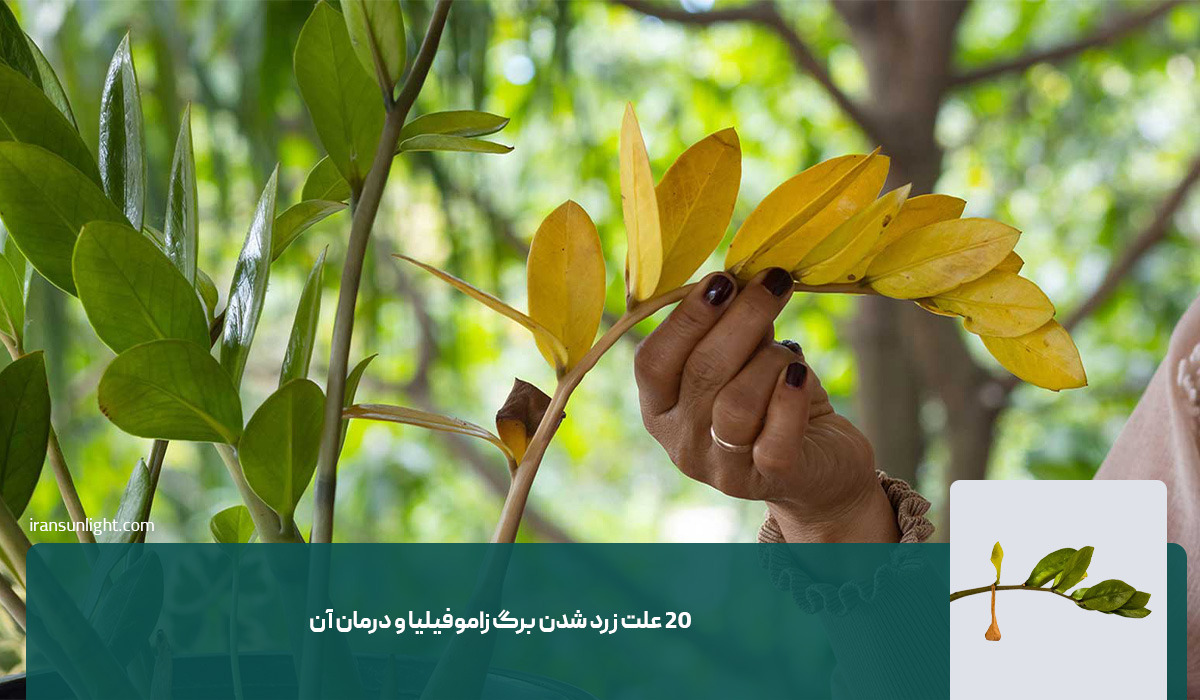 علت زرد شدن برگ زاموفیلیا 2 ۲۰ علت زرد شدن برگ زاموفیلیا و درمان آن