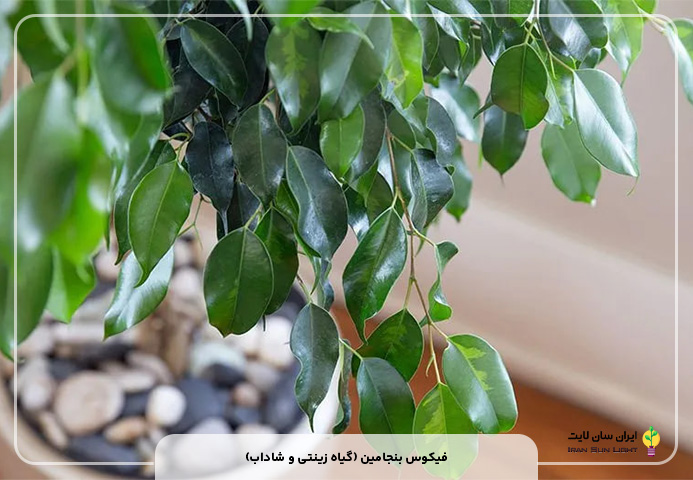 فیکوس بنجامین (گیاه زینتی و شاداب)