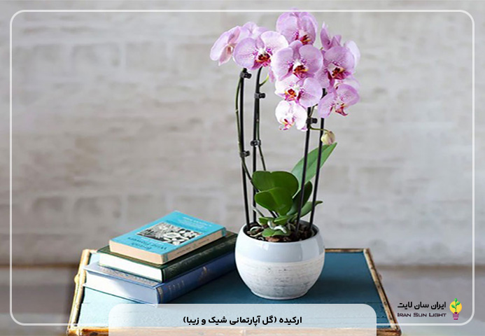 ارکیده (گل آپارتمانی شیک و زیبا)