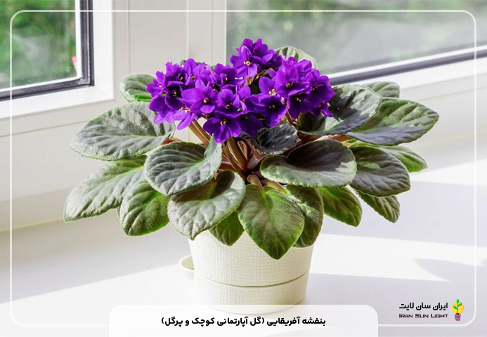 بنفشه آفریقایی (گل آپارتمانی کوچک و پرگل)