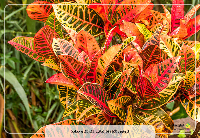 کروتون (گیاه آپارتمانی رنگارنگ و جذاب)
