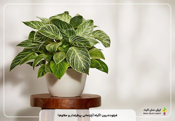 فیلودندرون (گیاه آپارتمانی پرطرفدار و مقاوم)