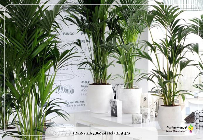 نخل اریکا (گیاه آپارتمانی بلند و شیک)