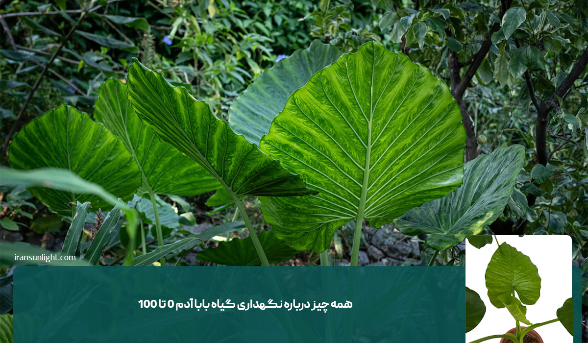همه چیز درباره نگهداری گیاه بابا آدم 1 همه چیز درباره نگهداری گیاه بابا آدم