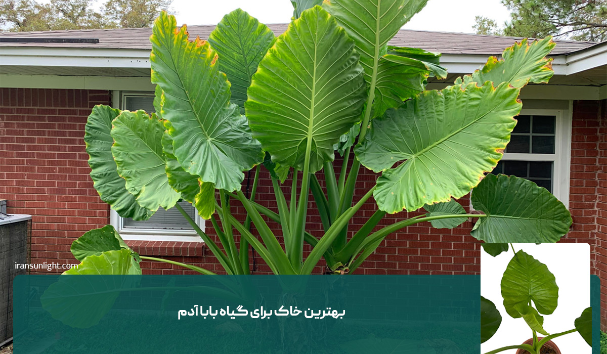 همه چیز درباره نگهداری گیاه بابا آدم 2 همه چیز درباره نگهداری گیاه بابا آدم