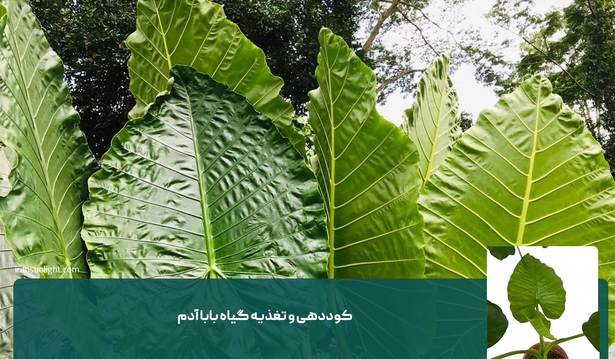همه چیز درباره نگهداری گیاه بابا آدم 3 همه چیز درباره نگهداری گیاه بابا آدم