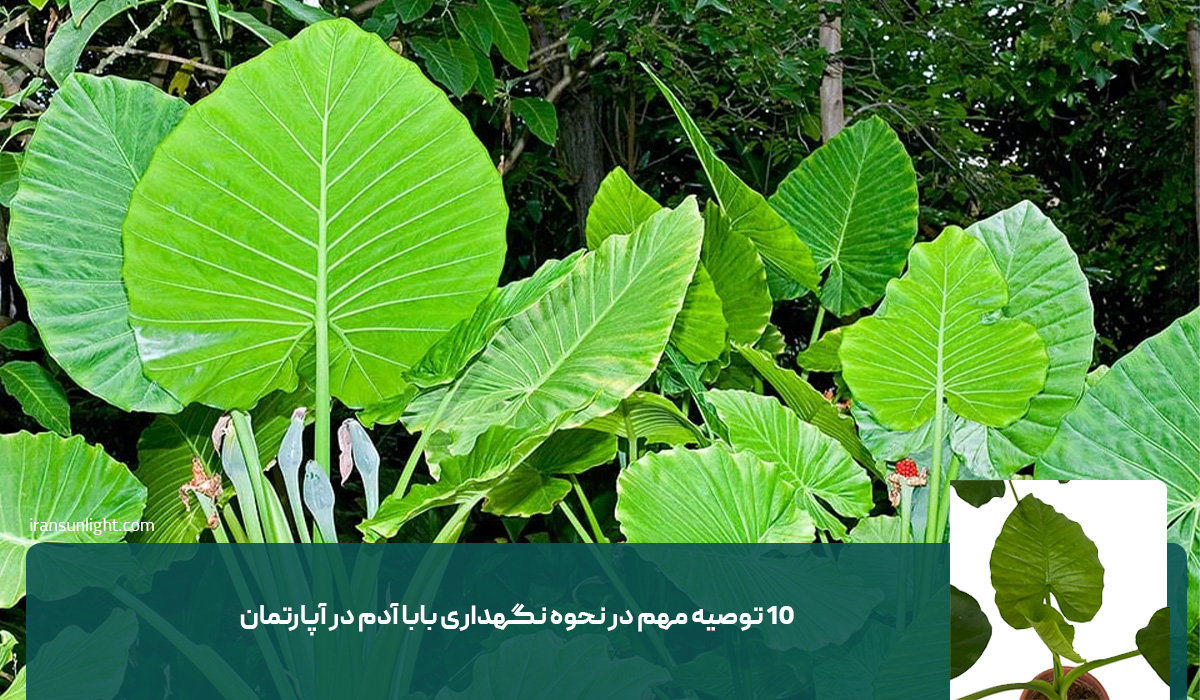 همه چیز درباره نگهداری گیاه بابا آدم 4 همه چیز درباره نگهداری گیاه بابا آدم