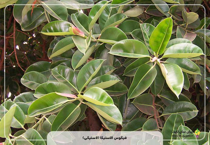 فیکوس الاستیکا (لاستیکی)