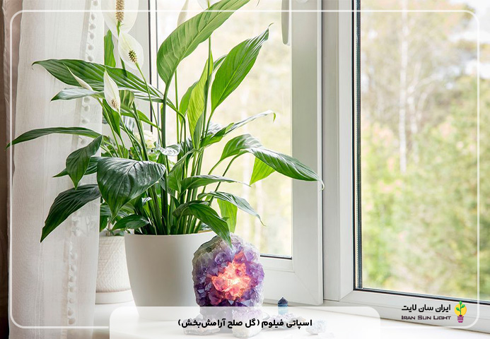 اسپاتی فیلوم (گل صلح آرامش‌بخش)