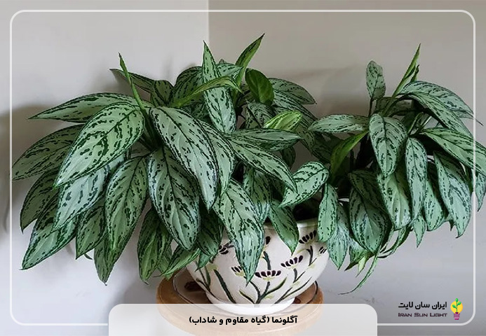 آگلونما (گیاه مقاوم و شاداب)