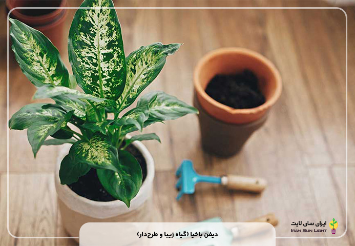 دیفن باخیا (گیاه زیبا و طرح‌دار)
