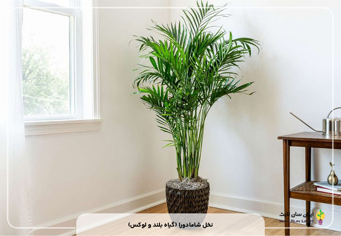 نخل شامادورا (گیاه بلند و لوکس)