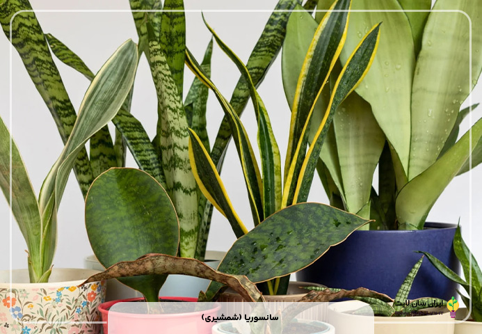 پرفروش ترین گیاهان و گلهای آپارتمانی