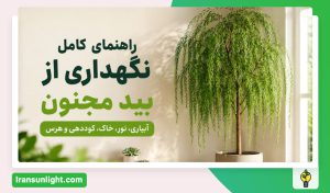 نگهداری از بید مجنون