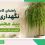 نگهداری از بید مجنون