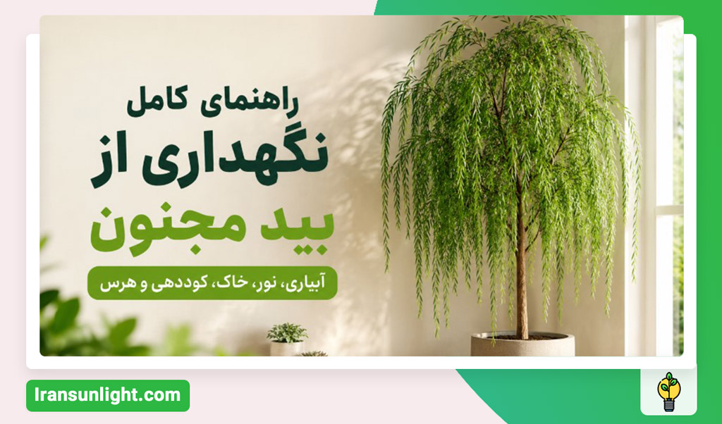 نگهداری از بید مجنون