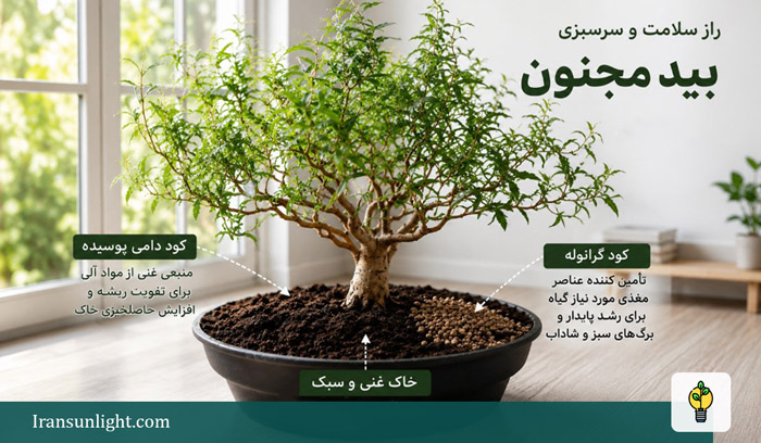 بید مجنون؛ نحوه نگهداری، کوددهی و دلایل زردی و خشکی 4 بید مجنون؛ نحوه نگهداری، کوددهی و دلایل زردی و خشکی