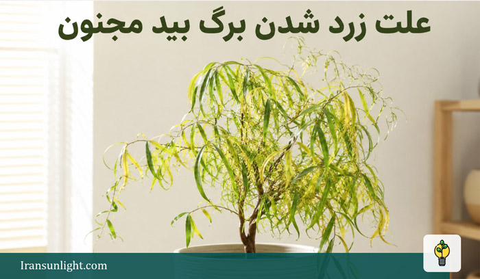 بید مجنون؛ نحوه نگهداری، کوددهی و دلایل زردی و خشکی 12 زرد شدن برگ بید مجنون