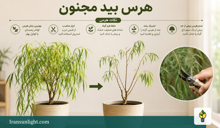 بید مجنون؛ نحوه نگهداری، کوددهی و دلایل زردی و خشکی 13 هرس بید مجنون